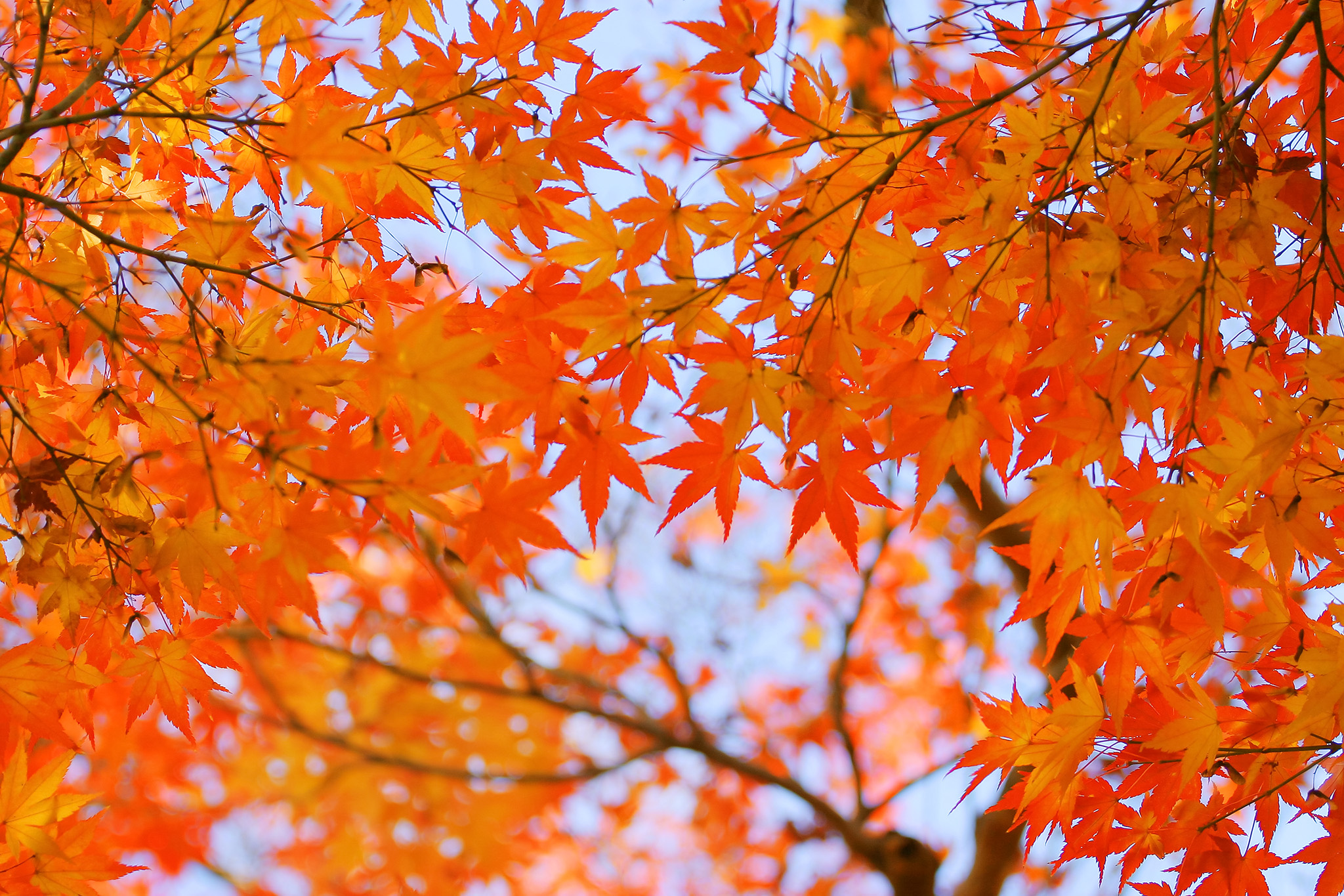 秋空とオレンジ色のもみじ の画像 写真素材を無料ダウンロード 1 背景フリー素材 Beiz Images