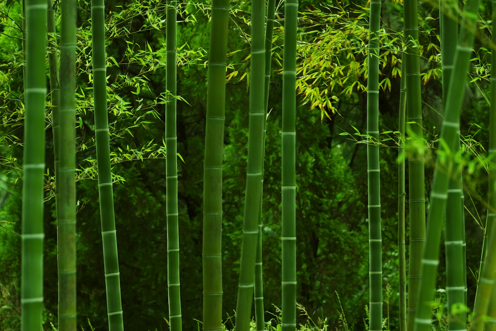 壁纸1920×1200竹林深处 青葱世界 竹林图片壁纸 Desktop Wallpaper of bamboos pictures壁纸,竹林 ...