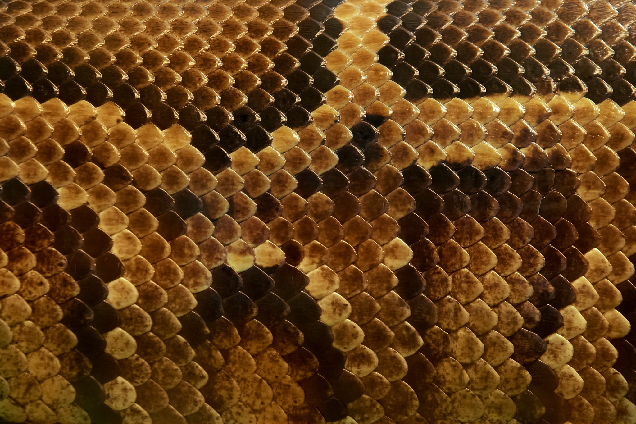 細かい鱗から構成されるニシキヘビの柄 の画像 写真素材を無料ダウンロード 1 フリー素材 Beiz Images
