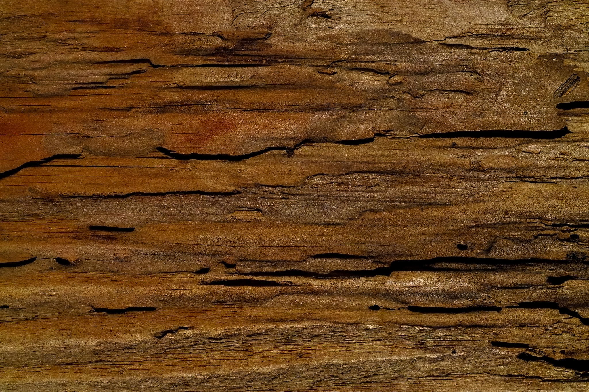 朽ちた木の樹皮テクスチャ を無料ダウンロード 1 フリー素材 Beiz Images