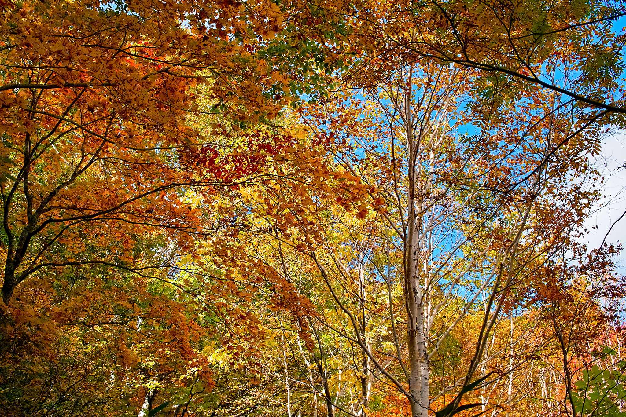 秋深い林の景色 の画像 写真素材を無料ダウンロード 1 フリー素材 Beiz Images